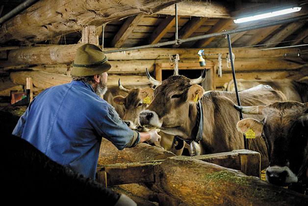 Ein Bauer gibt seinen Kühen im Stall Heu zu fressen
