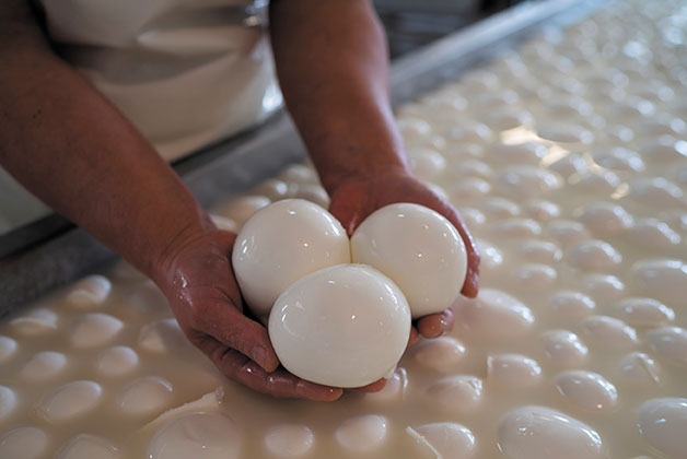 drei Mozzarella Kugeln in der Hand eines Mitarbeiters über dem Mozzarella Becken