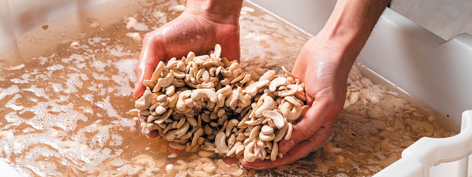 Zwei Hände greifen in eine Wanne, gefüllt mit Wasser und Cashew Nüssen